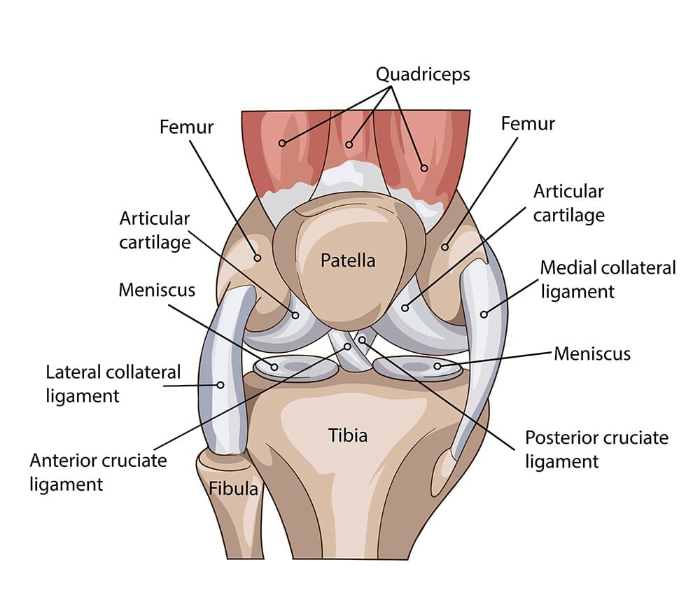 Knee anatomy